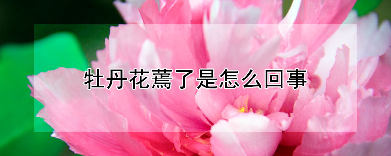 牡丹花蔫了是怎么回事（牡丹花叶子蔫了是什么原因）