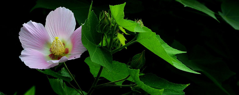 盆栽木芙蓉多高打顶（木芙蓉需要打顶吗）