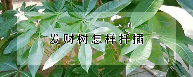 发财树怎样扦插（八叶发财树怎样扦插）