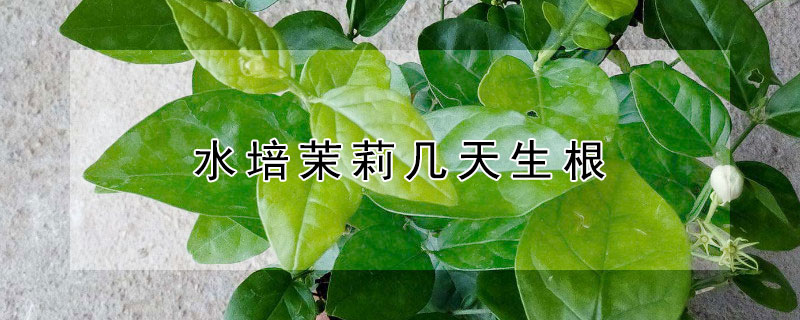 水培茉莉几天生根（水培茉莉几天生根图片）