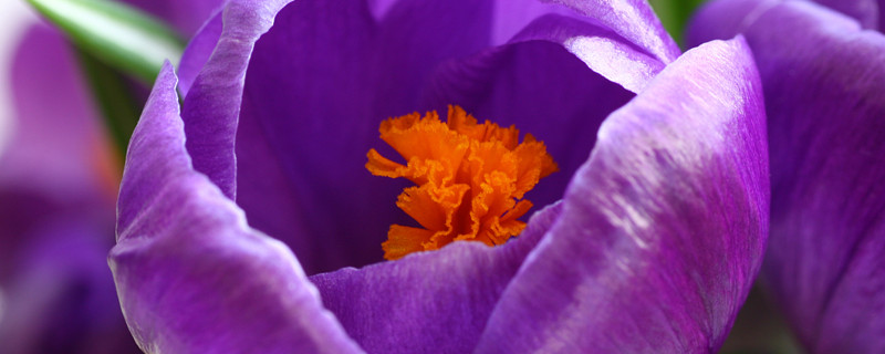 紫罗兰可以喷水吗 紫罗兰用什么水浇花