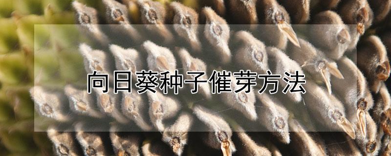 向日葵种子催芽方法 向日葵种子播种的方法