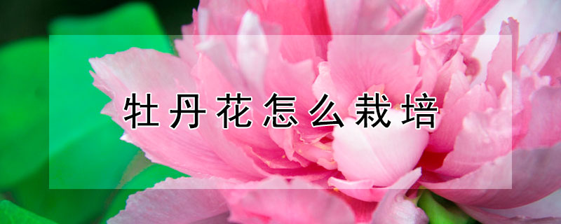 牡丹花怎么栽培（牡丹花怎么栽培和扦插什么季节合适）