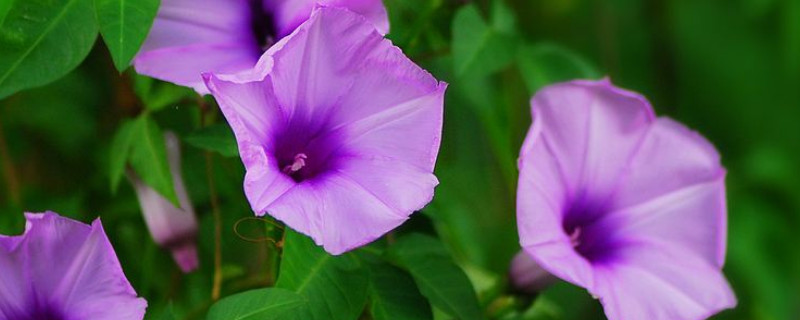 牵牛花叶子发黑干枯 牵牛花底部叶子发黄枯萎