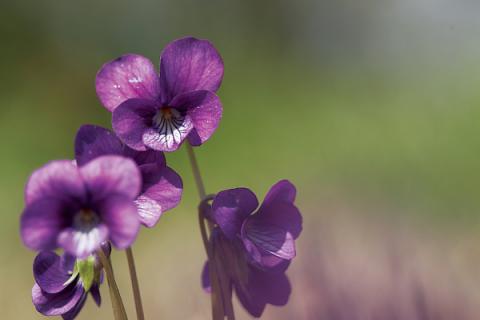 紫罗兰花代表什么意义