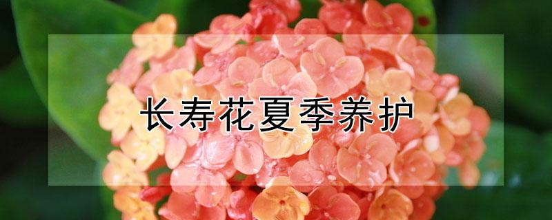 长寿花夏季养护 长寿花夏季养护方法