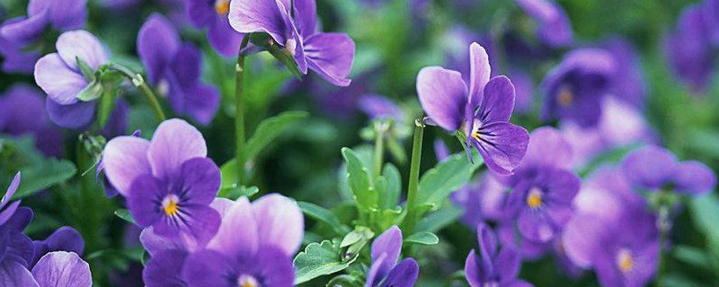 紫罗兰花代表什么意义（紫罗兰的花代表什么意思）