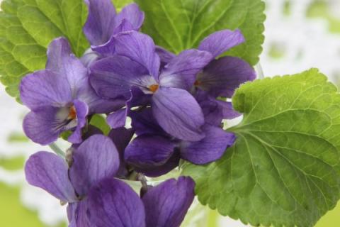 紫罗兰花为什么光长叶不开花呢