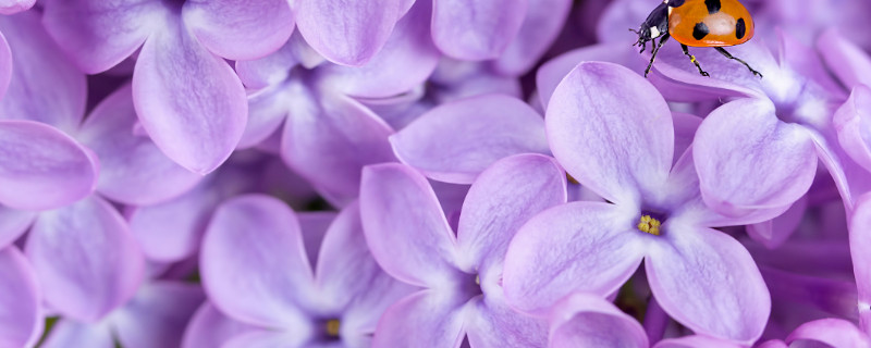 紫罗兰花为什么长很长都不开花 紫罗兰为什么不开花了