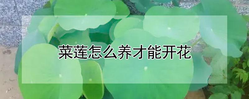 菜莲怎么养才能开花