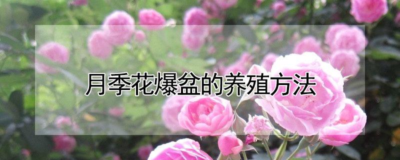 月季花爆盆的养殖方法（月季花的盆栽养殖方法）