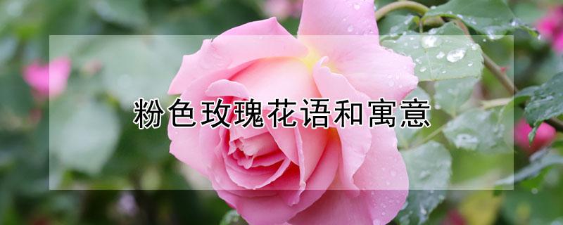 粉色玫瑰花语和寓意 碎冰蓝粉色玫瑰花语和寓意