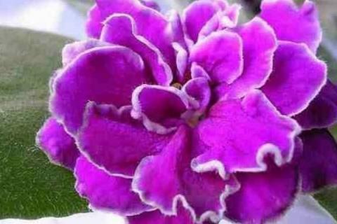 紫罗兰花束养护方法