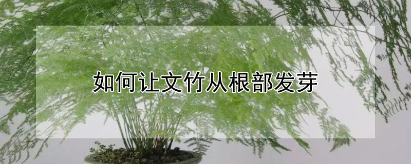 如何让文竹从根部发芽 文竹怎样从根部发