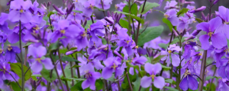 紫罗兰花怎么养家庭养法 紫叶兰花怎么养家庭养法