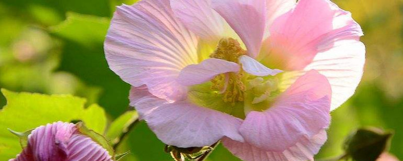 芙蓉花如何做成干花（芙蓉花可以做什么）