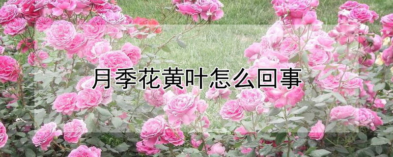 月季花黄叶怎么回事