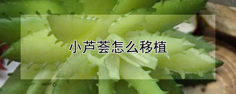 小芦荟怎么移植（小芦荟移植方法和注意事项）