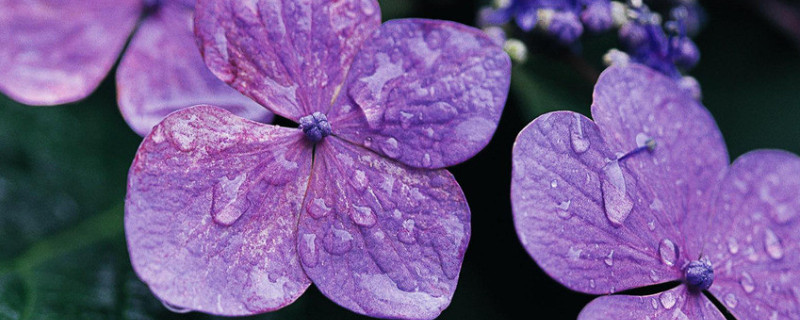 紫罗兰花语寓意 紫色紫罗兰花语寓意