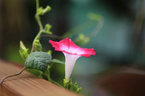 牵牛花怎么种