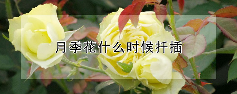 月季花什么时候扦插 月季花什么时候扦插最容易成活