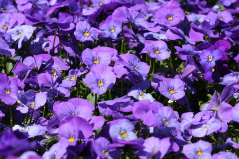 紫罗兰是兰花吗