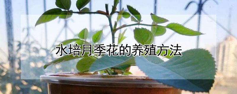 水培月季花的养殖方法 水培月季花的养殖方法和注意事项