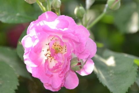 蔷薇花种子种植法