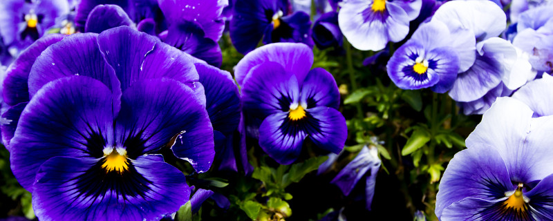 盆栽紫罗兰有哪些品种（紫罗兰花有几种品种?）