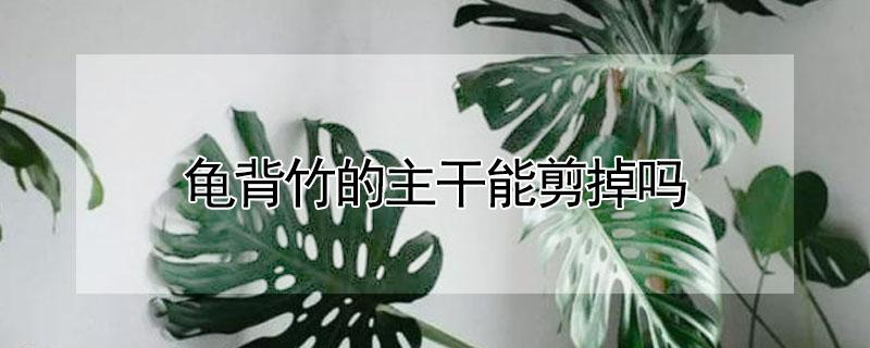 龟背竹的主干能剪掉吗（龟背竹老根能不能剪掉）