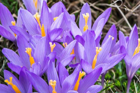盆栽紫罗兰有哪些品种
