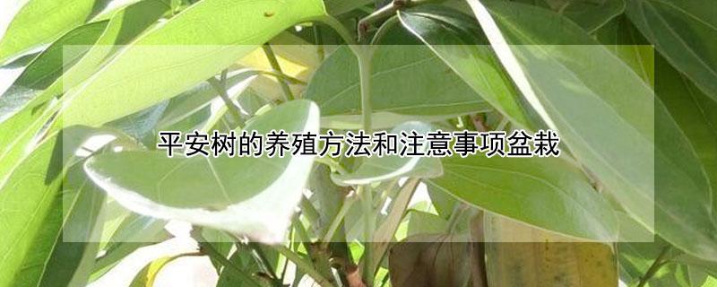 平安树的养殖方法和注意事项盆栽