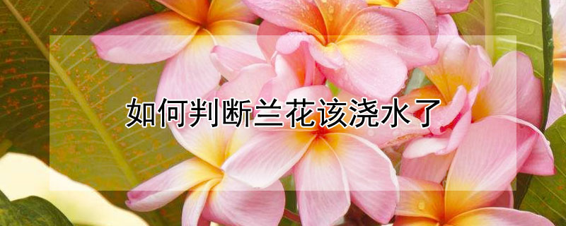 如何判断兰花该浇水了 兰花用经常浇水吗