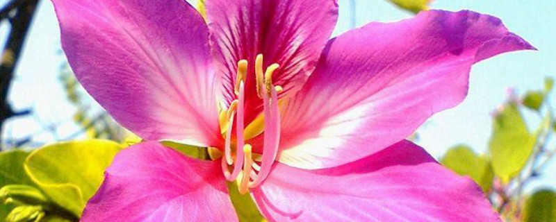 紫荆花盆栽的养殖方法和注意事项 紫荆花怎么养