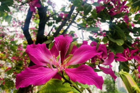 紫荆花盆栽的养殖方法和注意事项