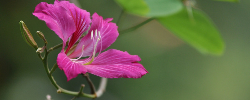 紫荆花树有几种品种 紫荆花树有几种品种图片