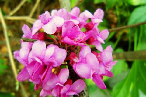 紫荆花夏天有芽点是什么