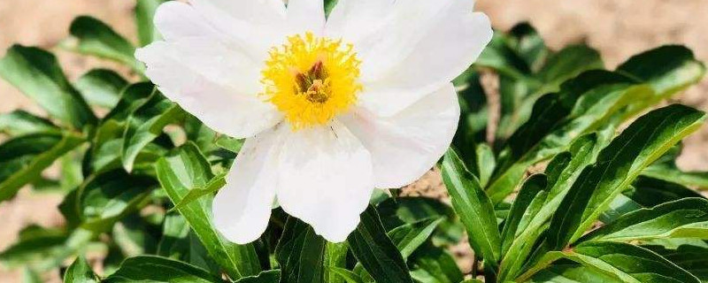 芍药花秋天剪枝吗 芍药花秋天什么时候剪掉枝