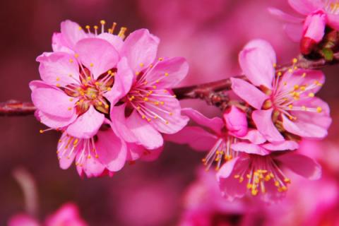 桃花是什么季节开的