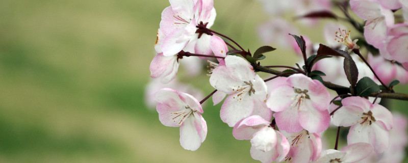 樱花种植方法和注意事项