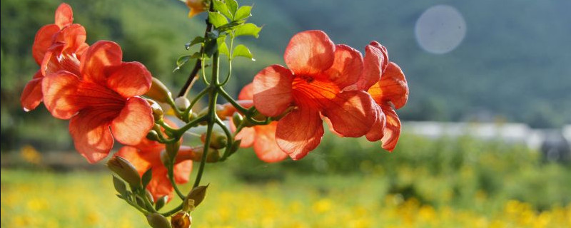 盆栽凌霄花怎样过冬