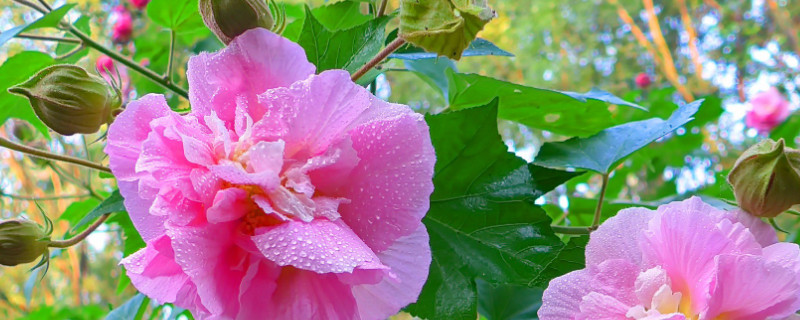 芙蓉花冬天怕冷吗（芙蓉花冬季耐寒吗）