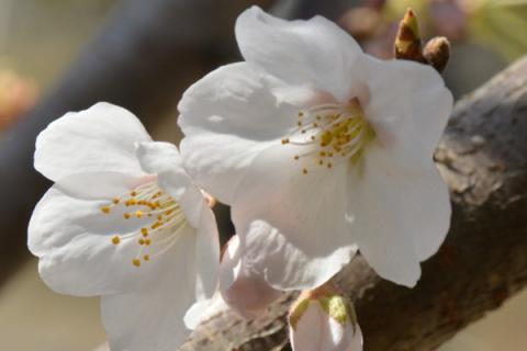 樱花什么季节开