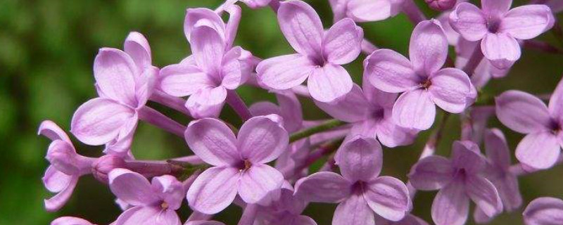 丁香和紫荆花的区别