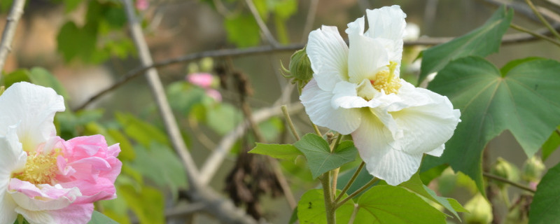 芙蓉花种子怎么种