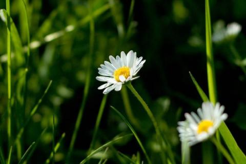 小雏菊鲜花可以生根吗