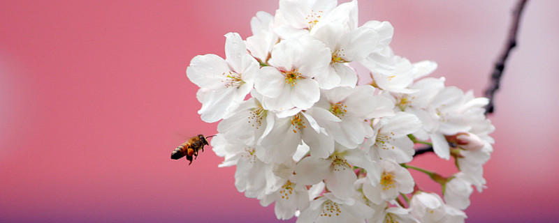 樱花树一年开几次花 樱花树要几年开花