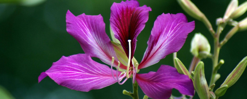 紫荆花和羊蹄甲是一种花吗 紫荆花和红花羊蹄甲的区别