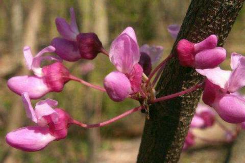 有几种紫荆花树