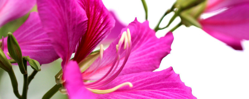 紫荆花的有几个花蕊（紫荆花的各个部分）